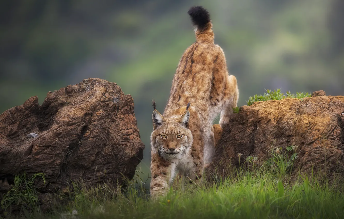 Photo wallpaper predator, grace, lynx