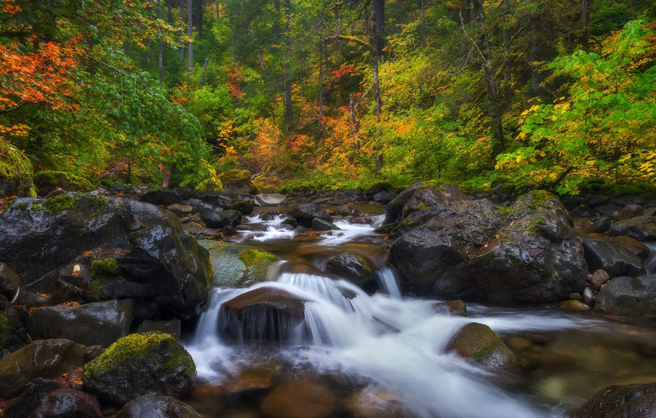 Photo wallpaper autumn, forest, stream, stones, Washington, Mount Rainier National Park, National Park mount Rainier, Washington State