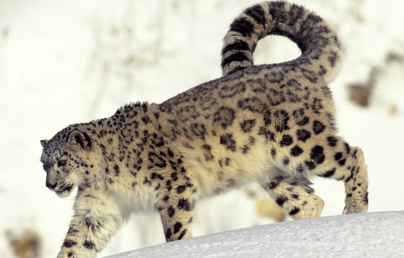 Photo wallpaper cold, snow, snow leopard