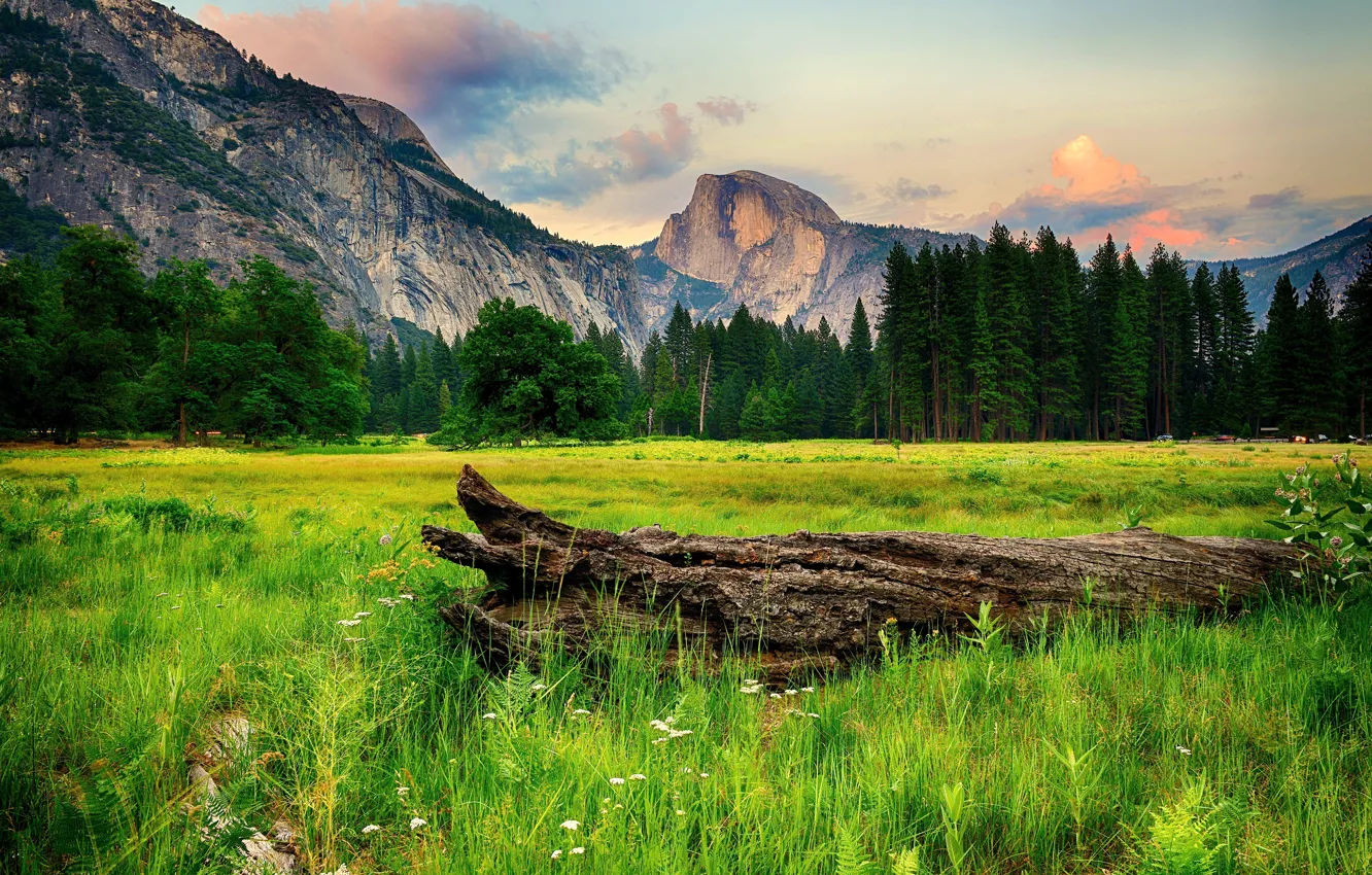 Photo wallpaper greens, forest, grass, trees, mountains, rocks, glade, CA