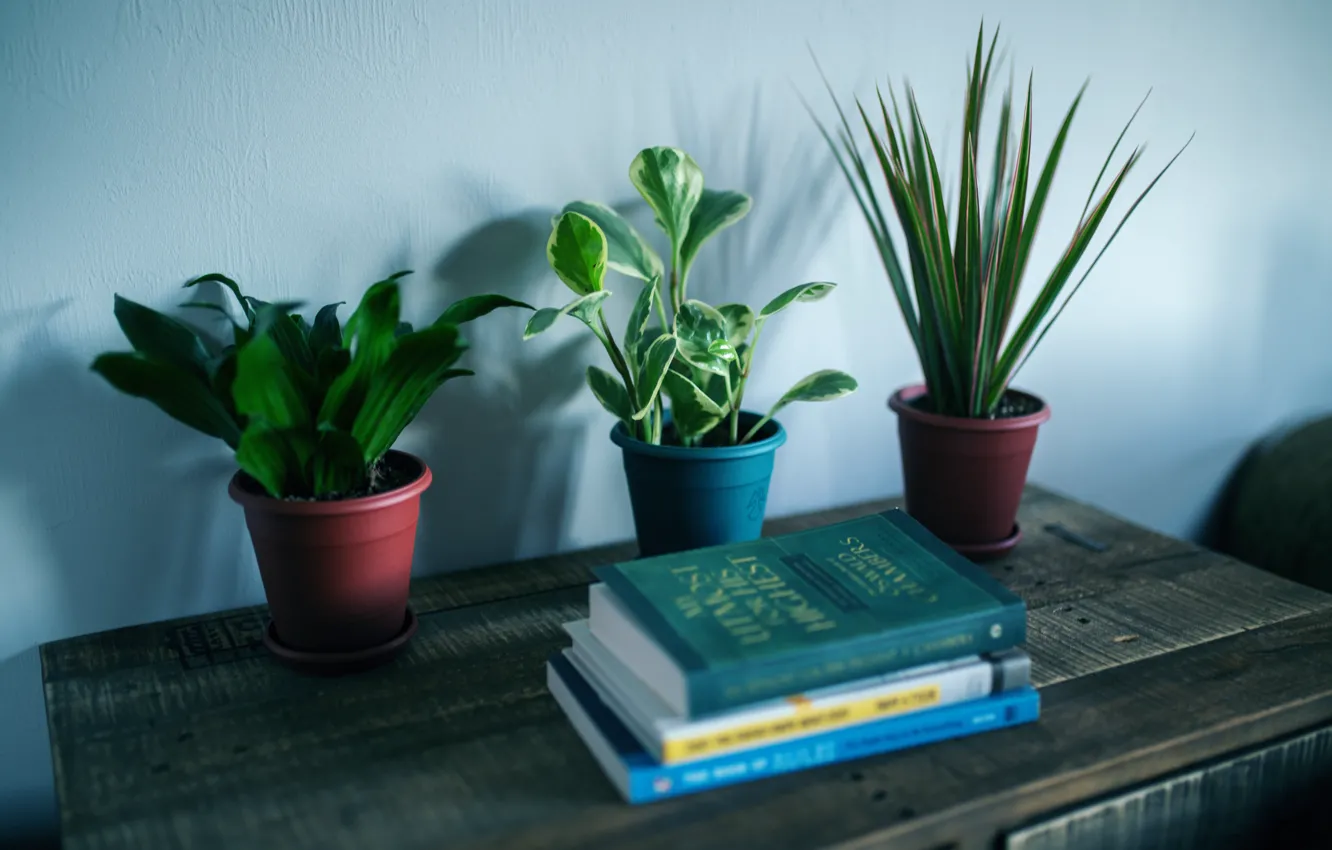 Photo wallpaper table, plants, books