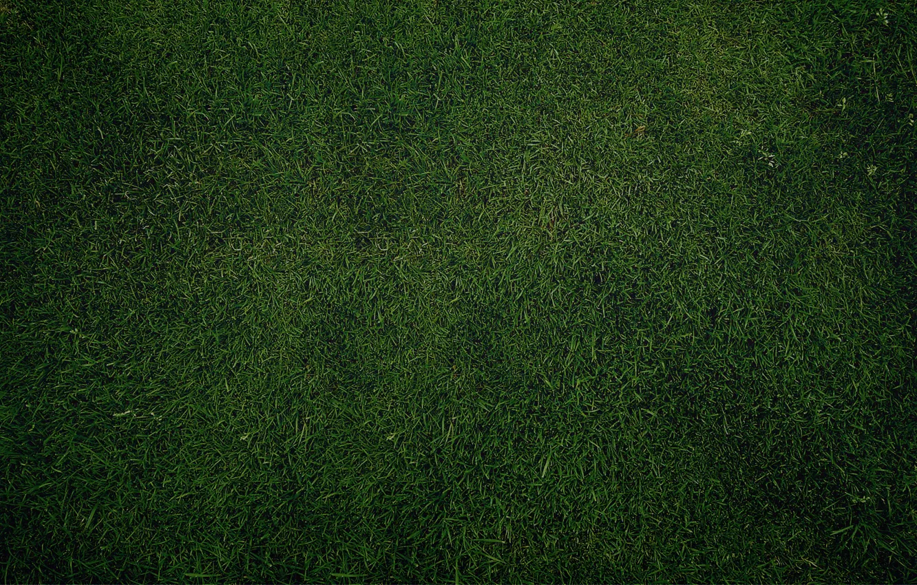 Photo wallpaper greens, grass, lawn, Wallpaper, texture, Green