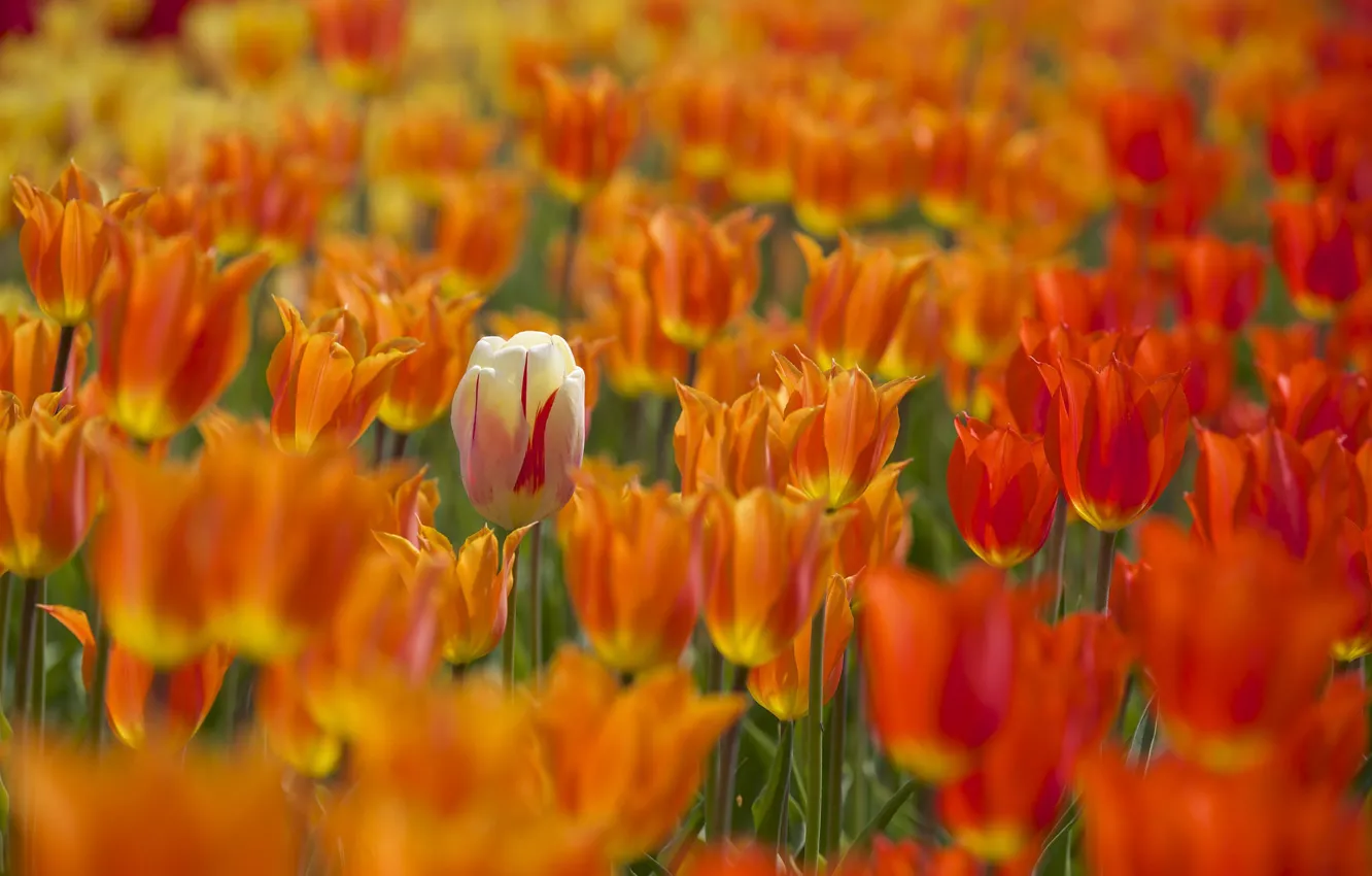 Photo wallpaper tulips, buds, a lot, bokeh