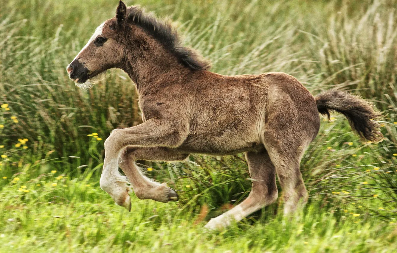 Photo wallpaper grass, horse, foal