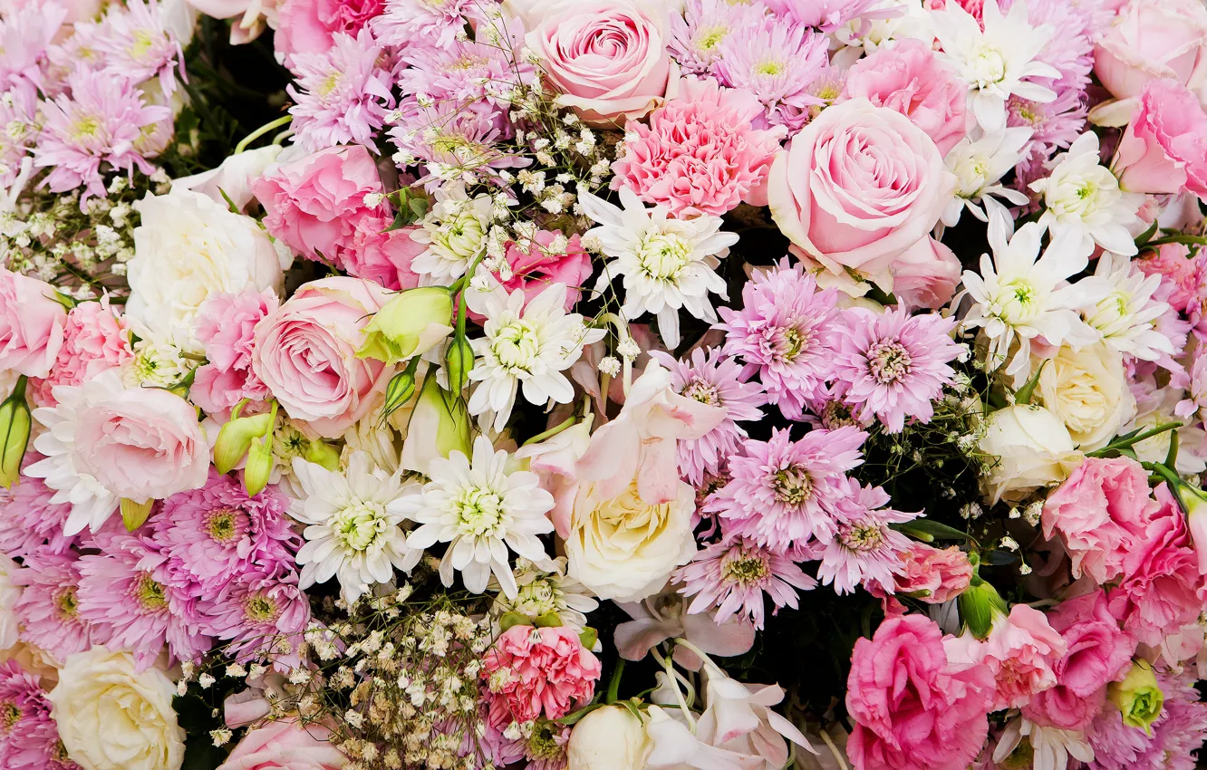 Photo wallpaper flowers, background, roses, pink, buds, chrysanthemum, pink, flowers
