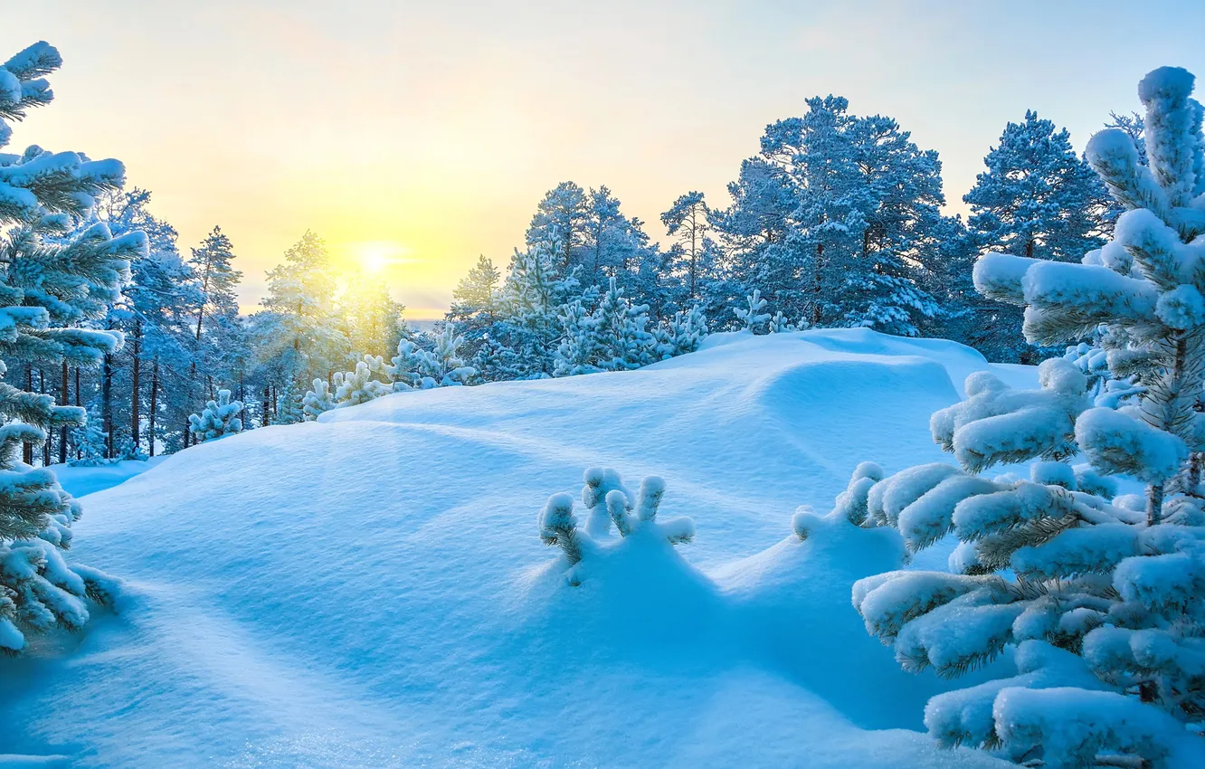Photo wallpaper winter, forest, the sky, the sun, snow, trees, landscape, sunset