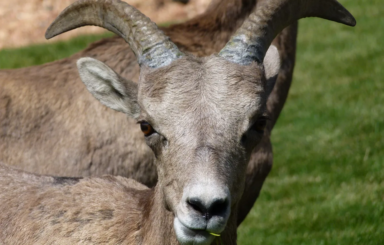 Photo wallpaper grass, portrait, horns, Altai mountain sheep