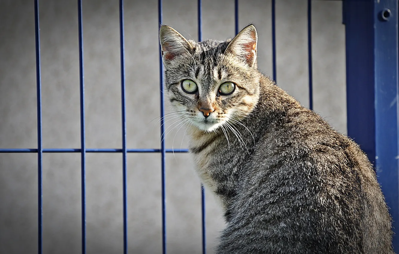 Photo wallpaper eyes, cat, mustache, Koshak