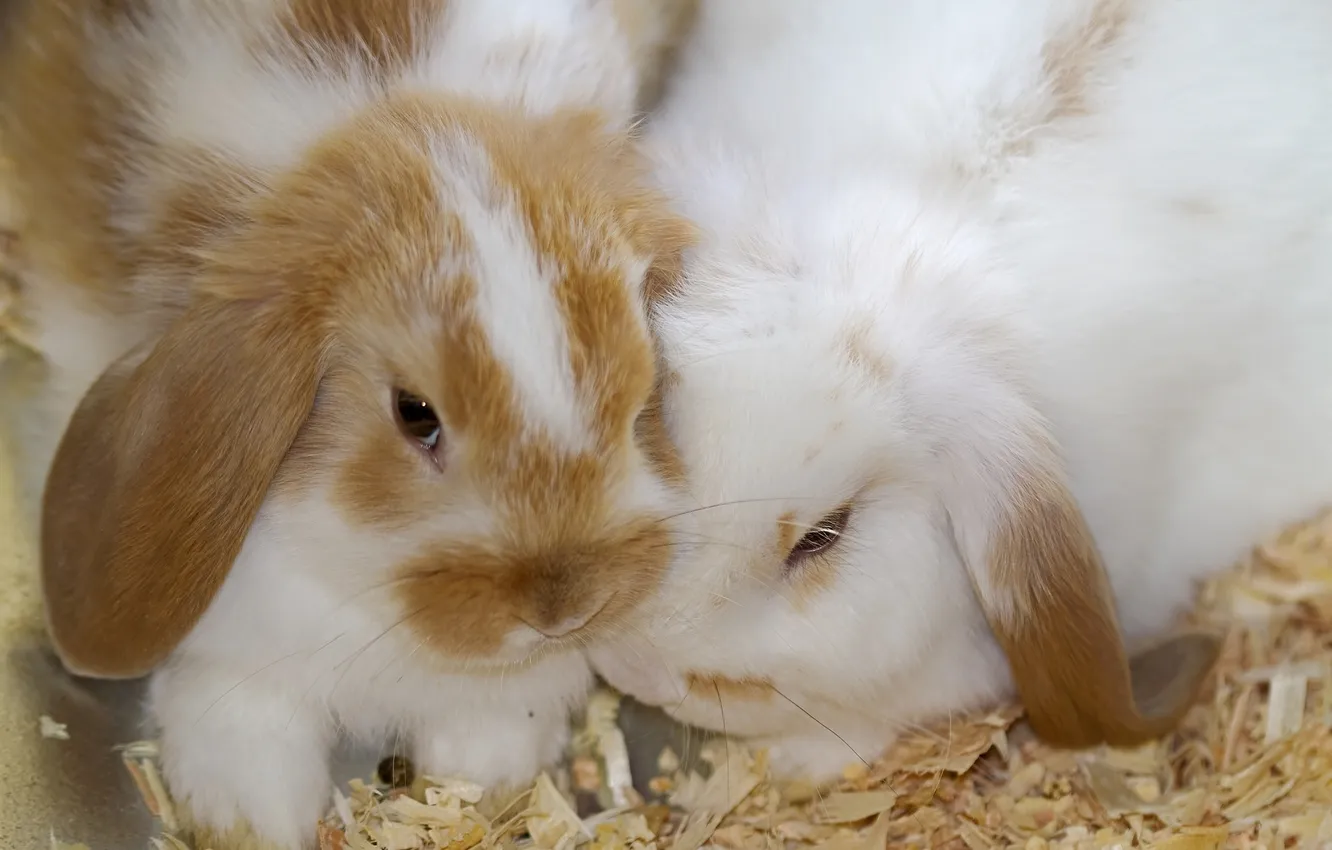 Photo wallpaper rabbit, baby, sawdust