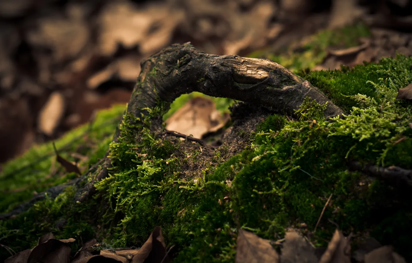 Photo wallpaper forest, macro, roots, tree, moss, wood