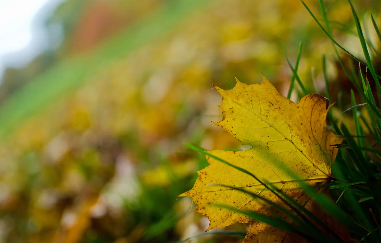 Photo wallpaper grass, sheet, fallen, autumn