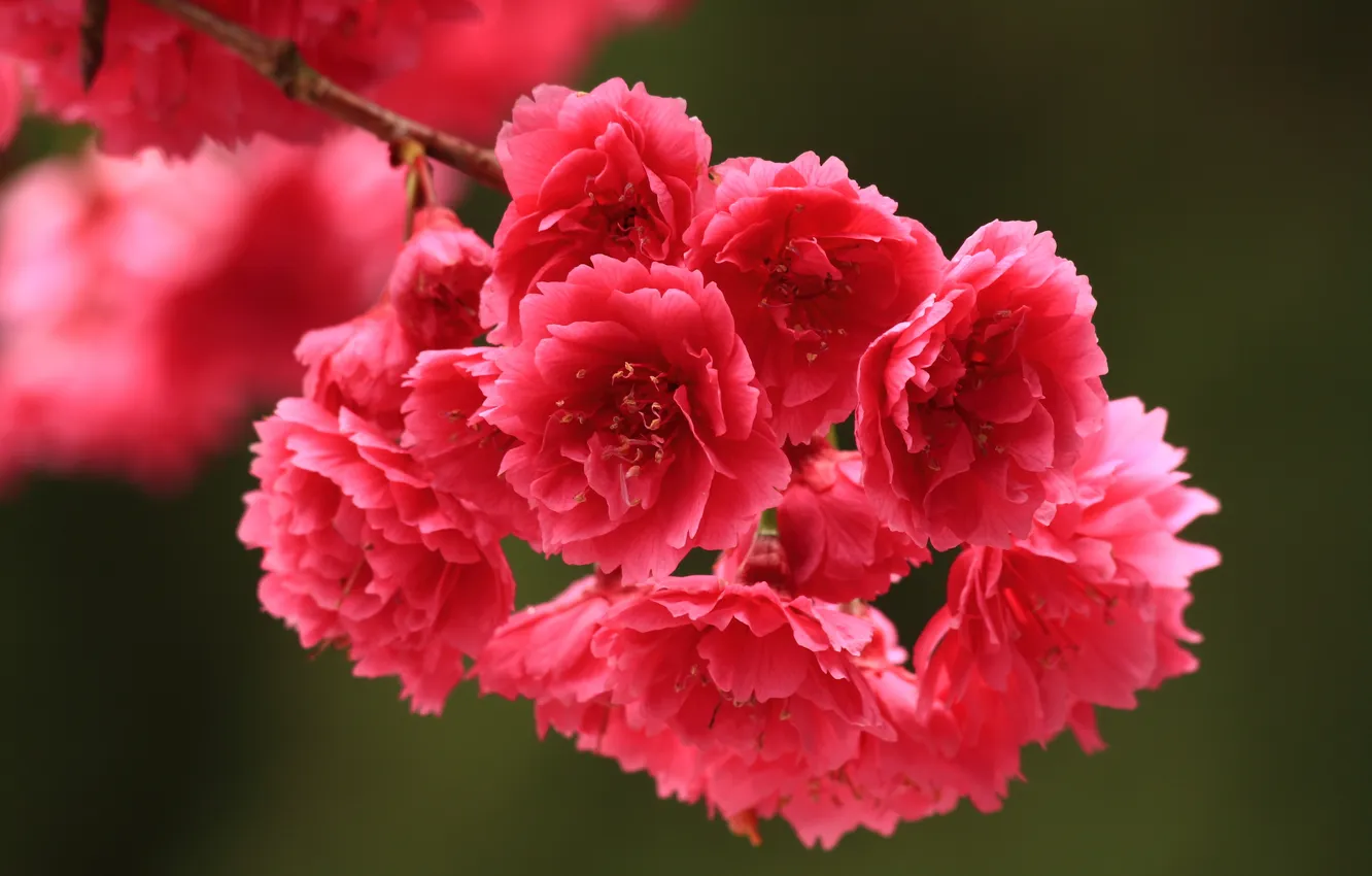 Photo wallpaper flowers, branches, spring