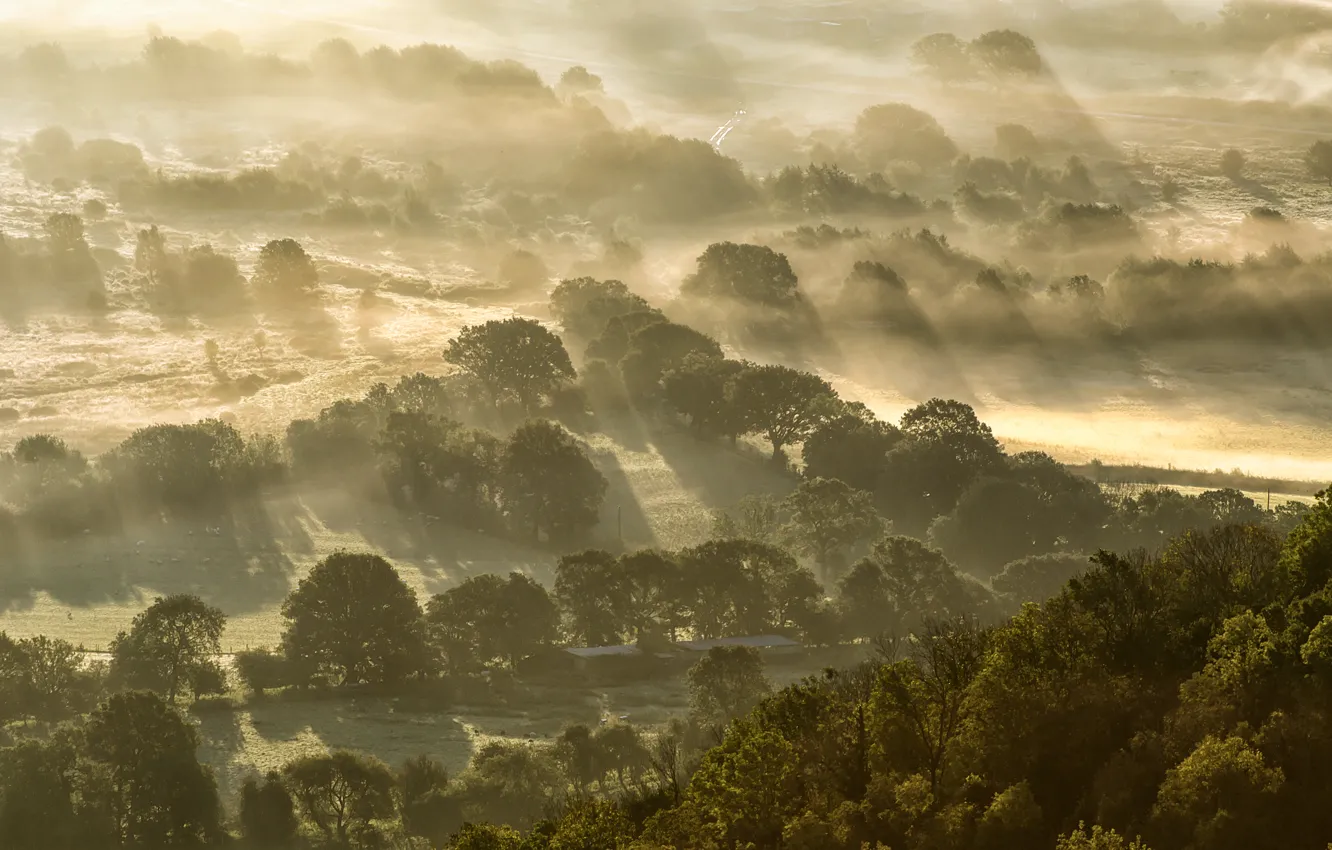 Photo wallpaper trees, fog, light