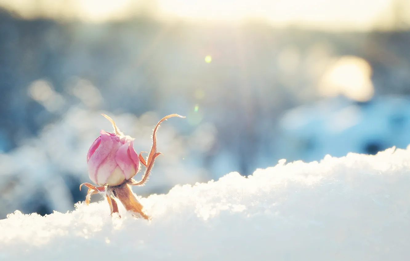 Photo wallpaper flower, snow, pink, rose, Bud, Sunny