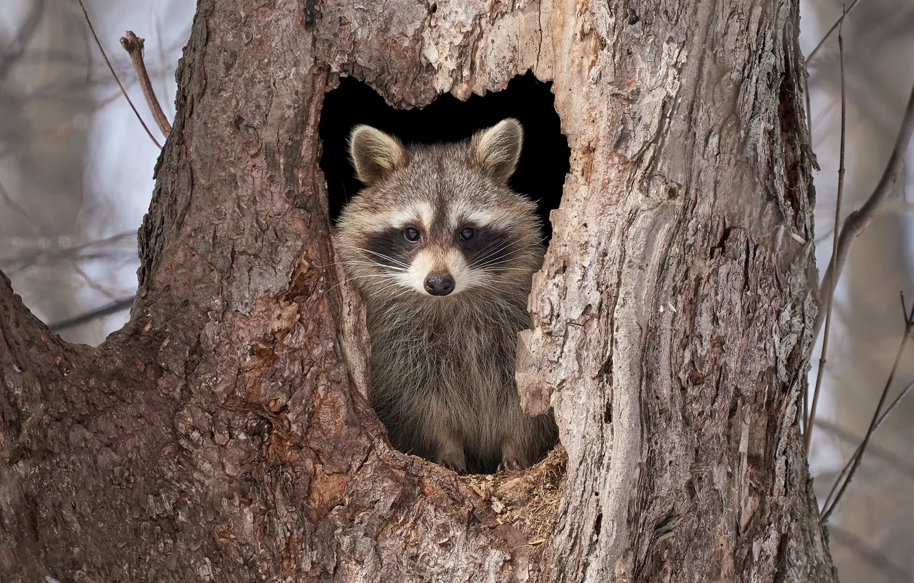 Photo wallpaper trees, raccoon, the hollow
