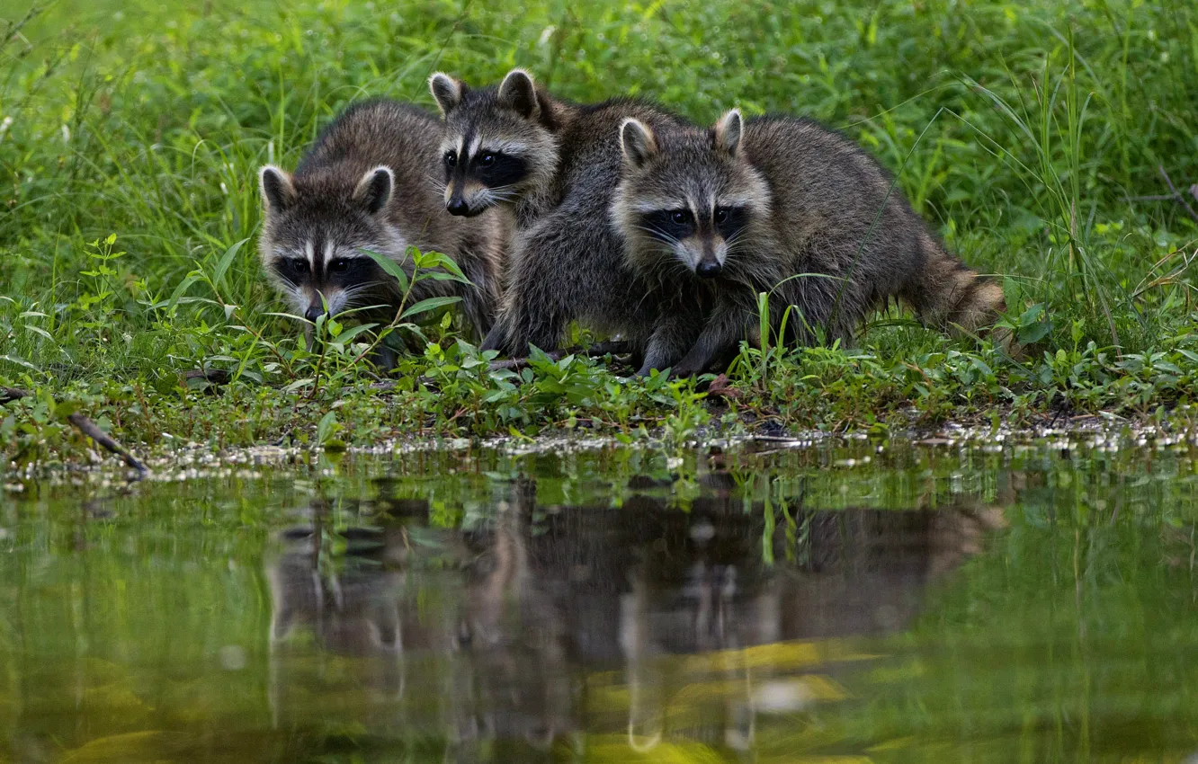 Photo wallpaper grass, shore, raccoon, trio, pond