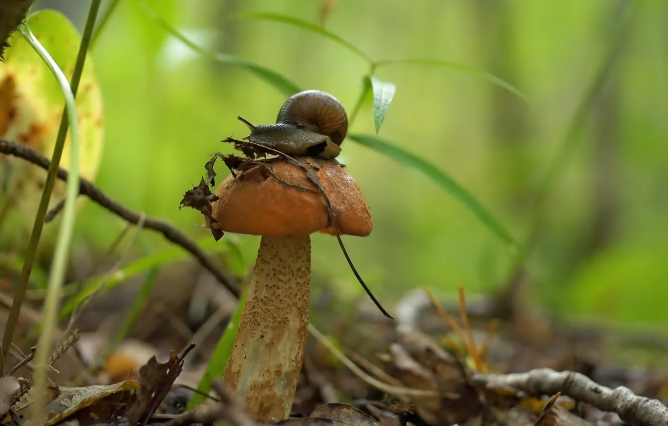 Photo wallpaper mushroom, snail, boletus