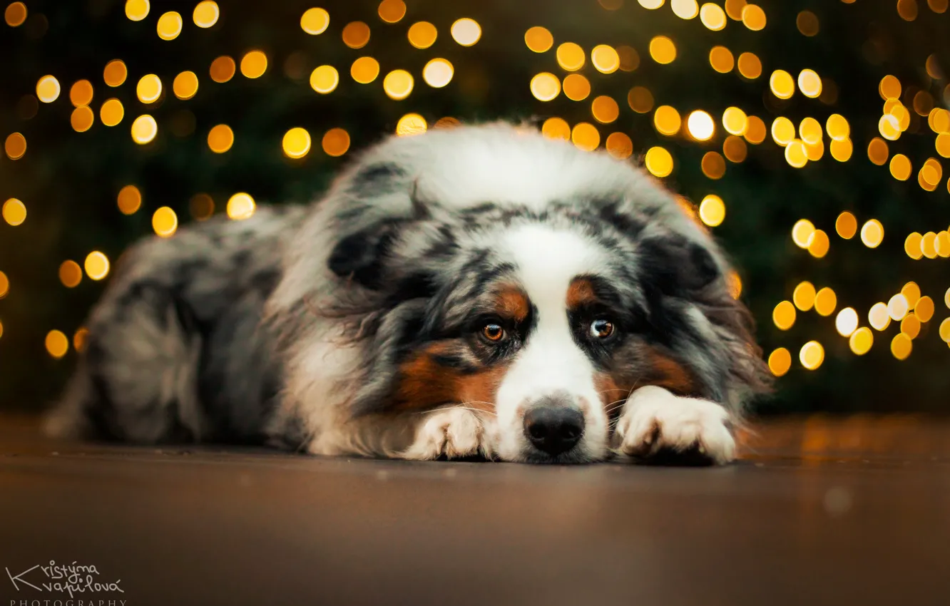 Photo wallpaper holiday, Aussie, KristynaKvapilova, lights garland