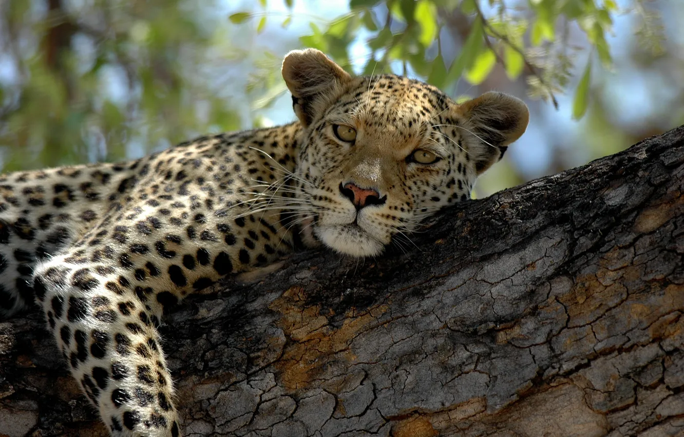 Photo wallpaper cat, look, trees, stay, leopard