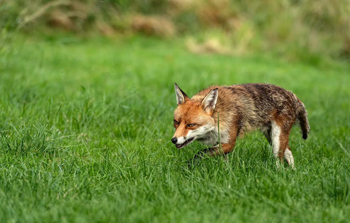 Photo wallpaper grass, look, face, pose, glade, Fox, walk
