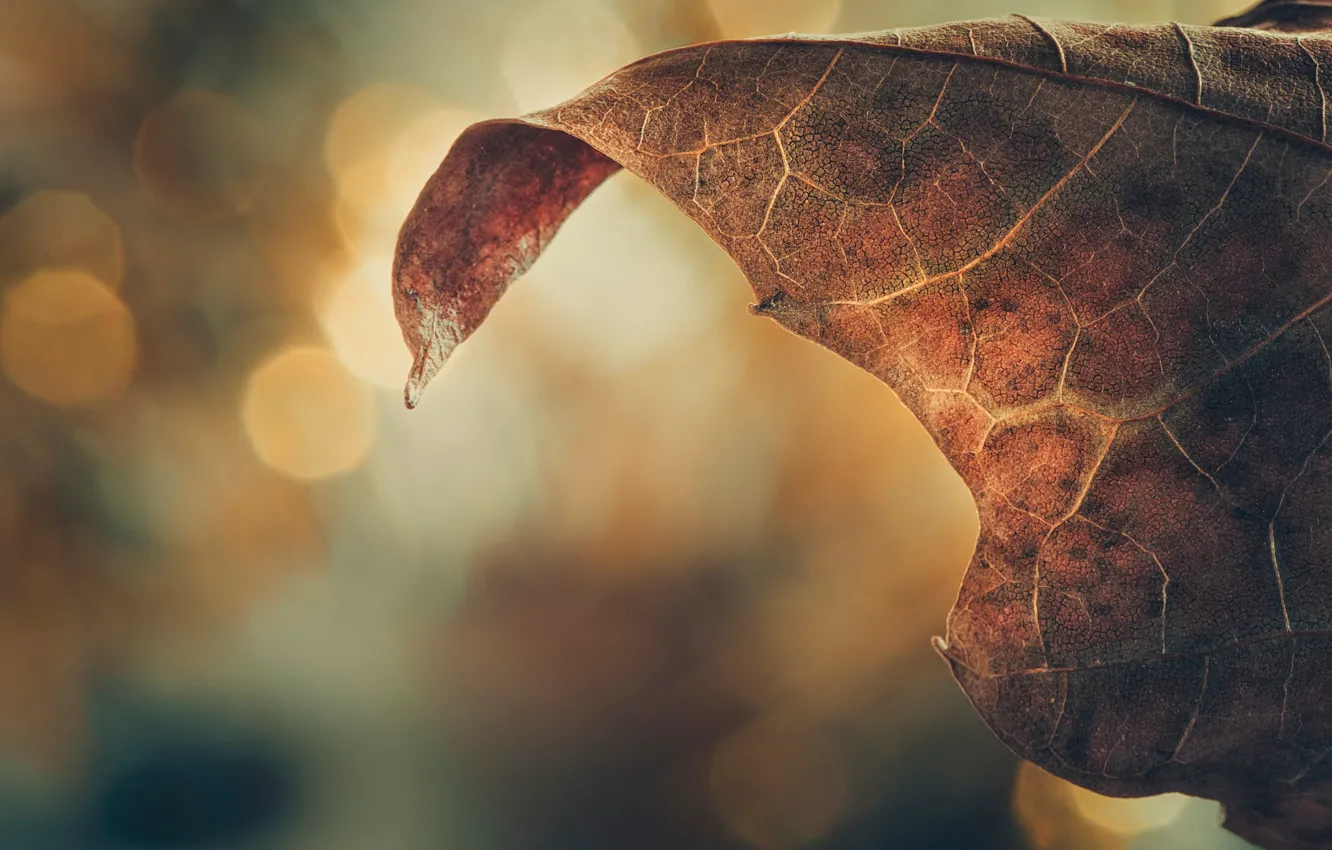 Photo wallpaper leaves, macro, texture, bokeh