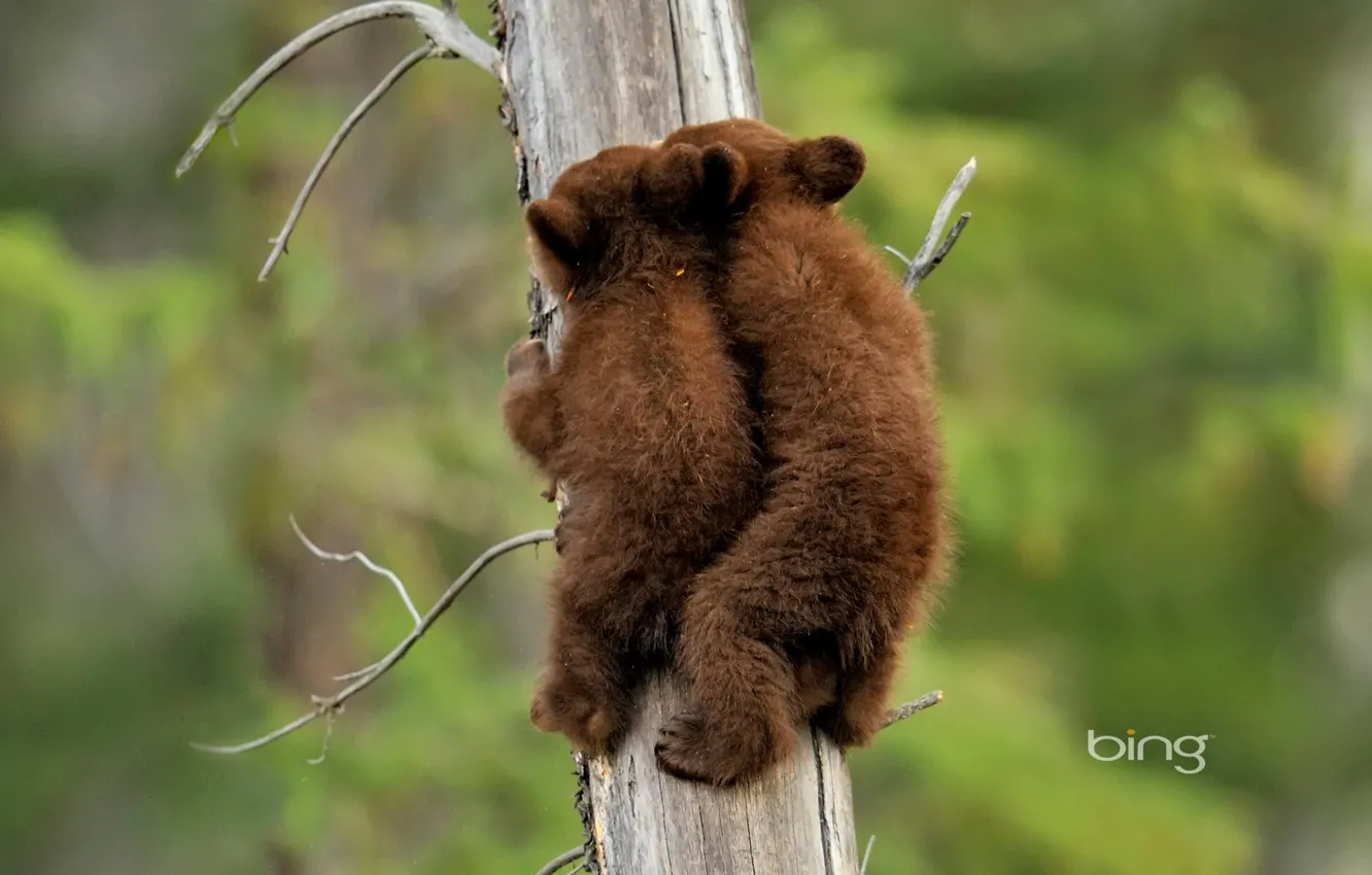Photo wallpaper trees, nature, the situation, bear, Alberta, Canada, Jasper National Park, american black bear