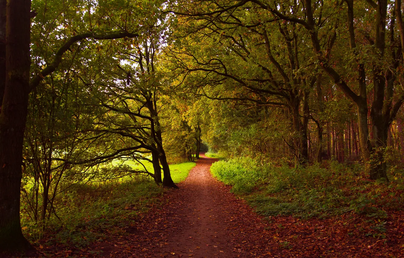 Photo wallpaper forest, trees, Netherlands, path, Huizen