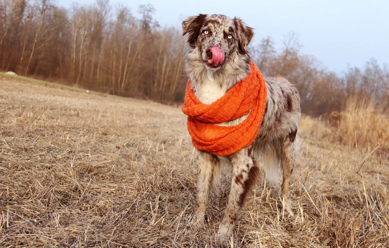 Photo wallpaper field, autumn, forest, language, the sky, dog, scarf, straw