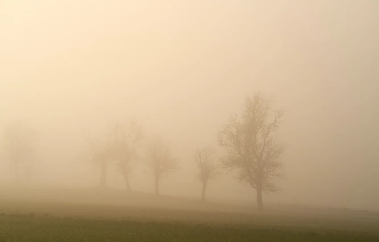 Photo wallpaper landscape, fog, beige, film photography