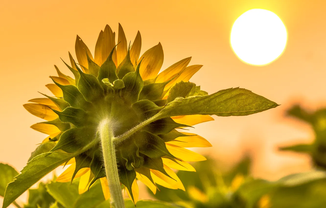 Photo wallpaper summer, the sun, sunflower