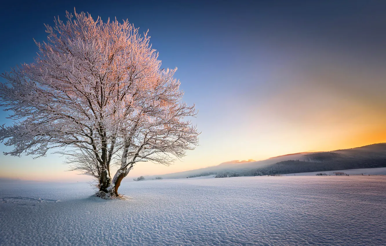 Photo wallpaper winter, frost, trees, nature