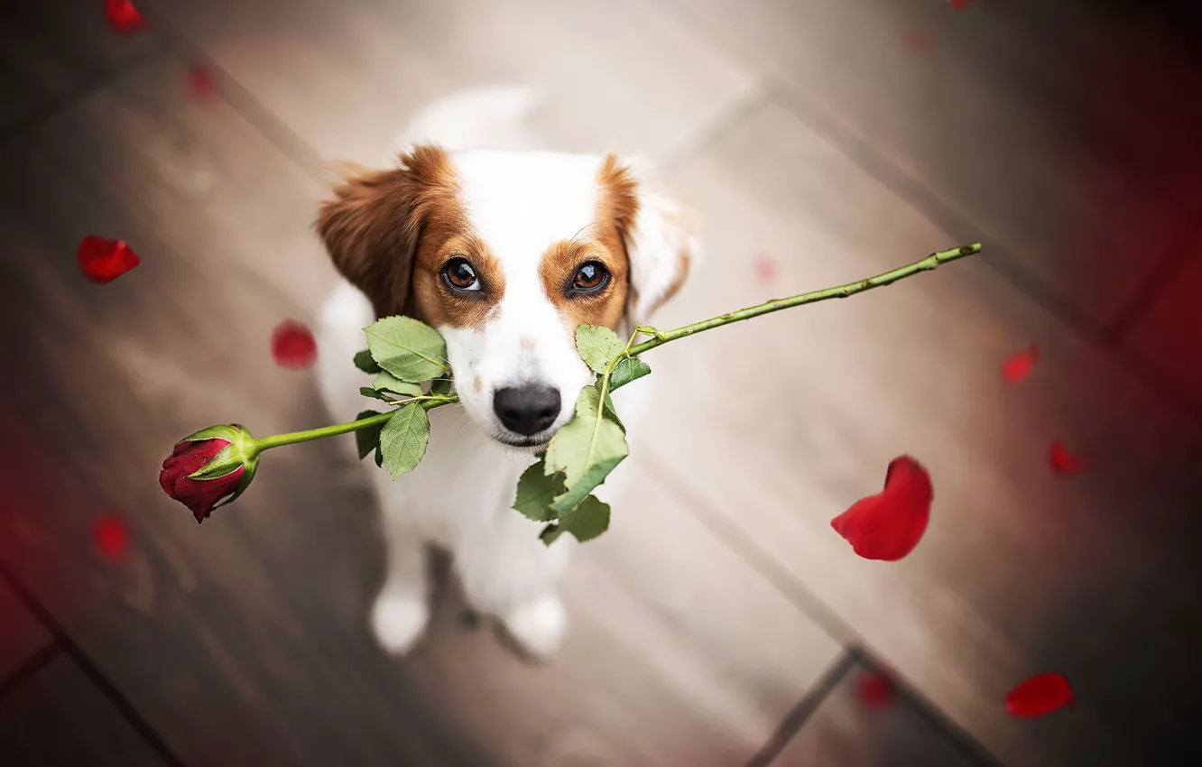 Photo wallpaper look, flowers, roses, dog, petals, face, congratulations