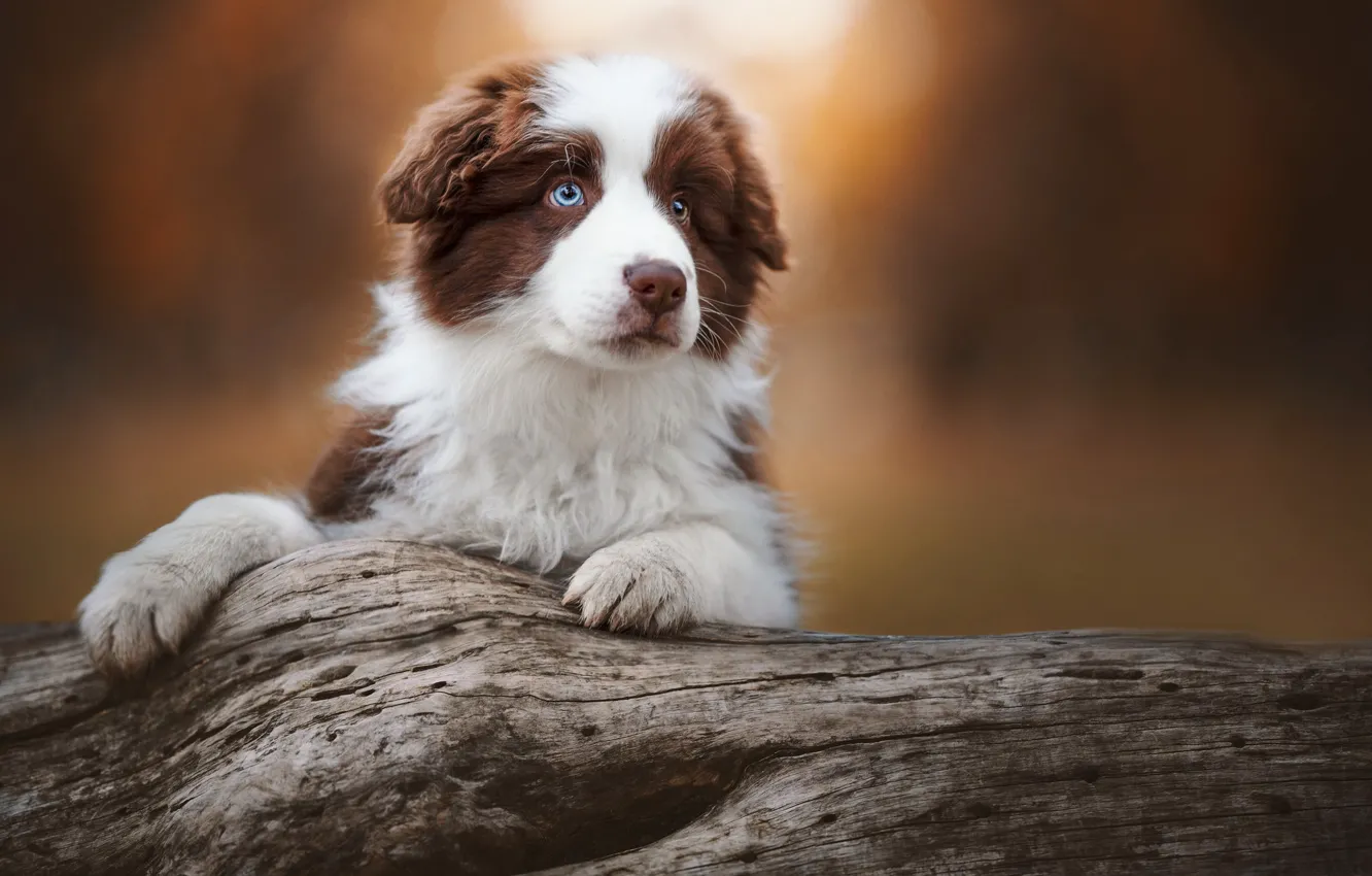 Photo wallpaper background, dog, paws, puppy, log, face