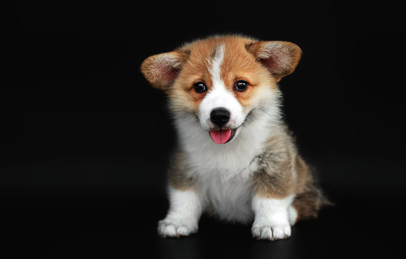 Photo wallpaper language, pose, sweetheart, dog, puppy, black background, face, sitting