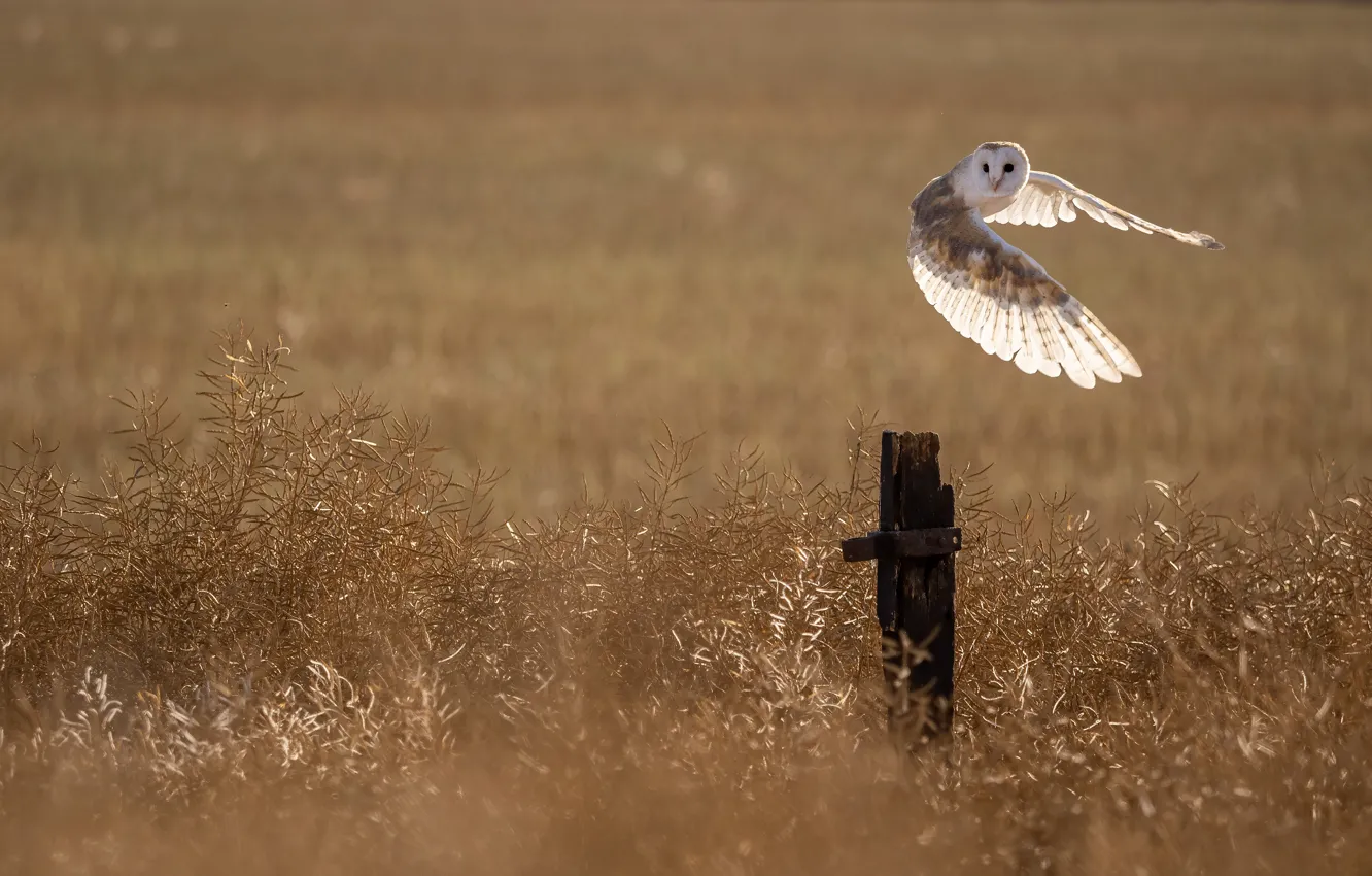 Photo wallpaper field, white, light, flight, owl, bird, posts, wings