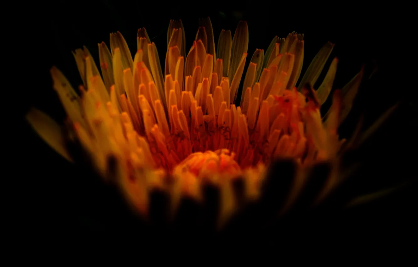 Photo wallpaper flowers, beautiful, in the dark