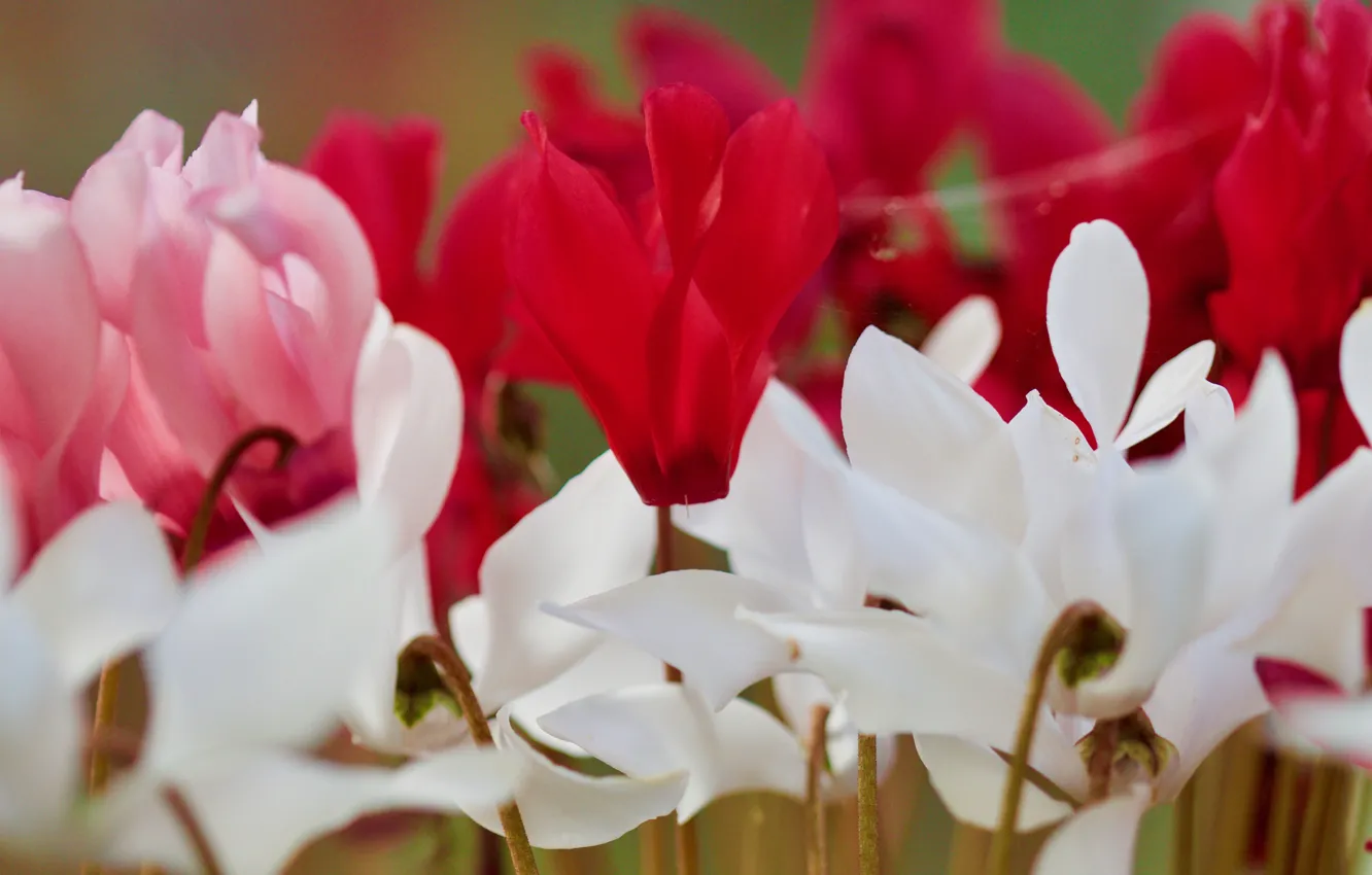 Photo wallpaper macro, flowers, red, white, cyclamen