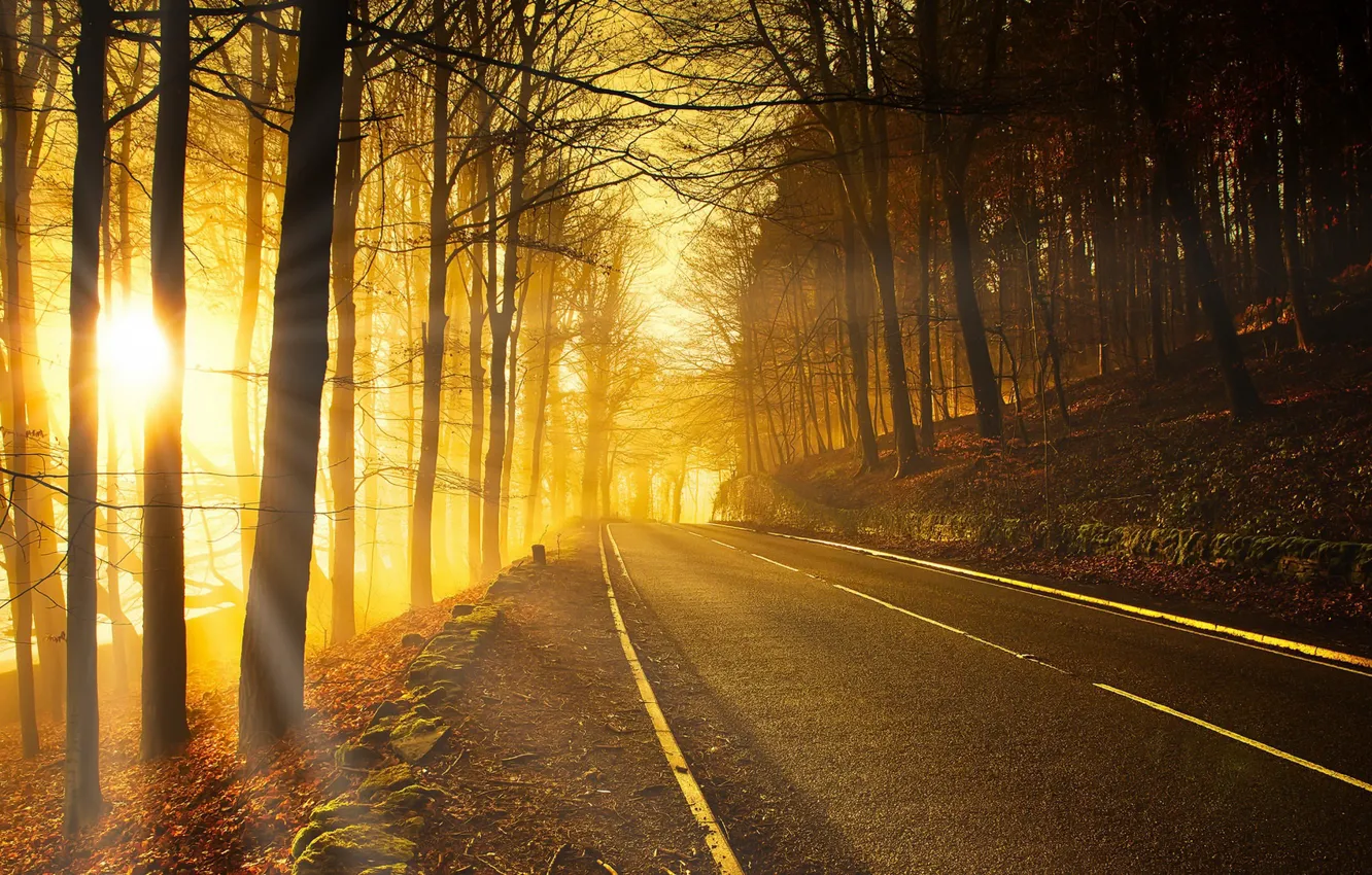 Photo wallpaper road, autumn, forest, light, morning