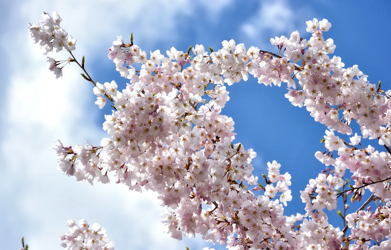 Photo wallpaper the sky, clouds, branches, cherry, spring, Sakura, flowering