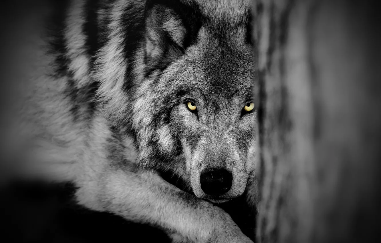 Photo wallpaper eyes, look, wolf