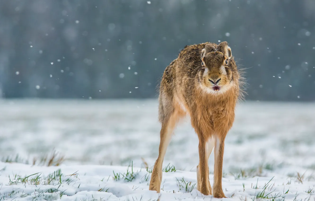Photo wallpaper winter, snow, hare