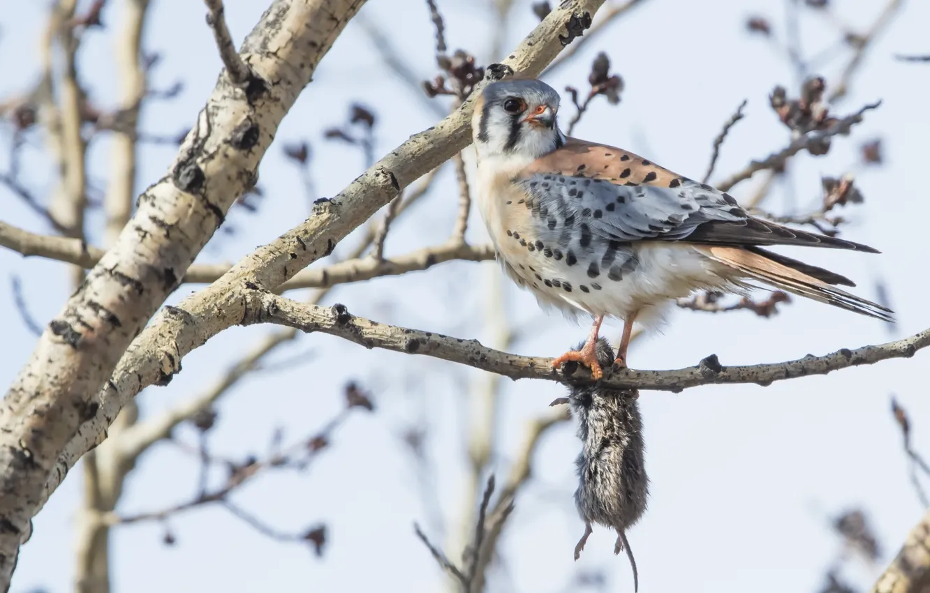 Photo wallpaper bird, mouse, American Kestrel