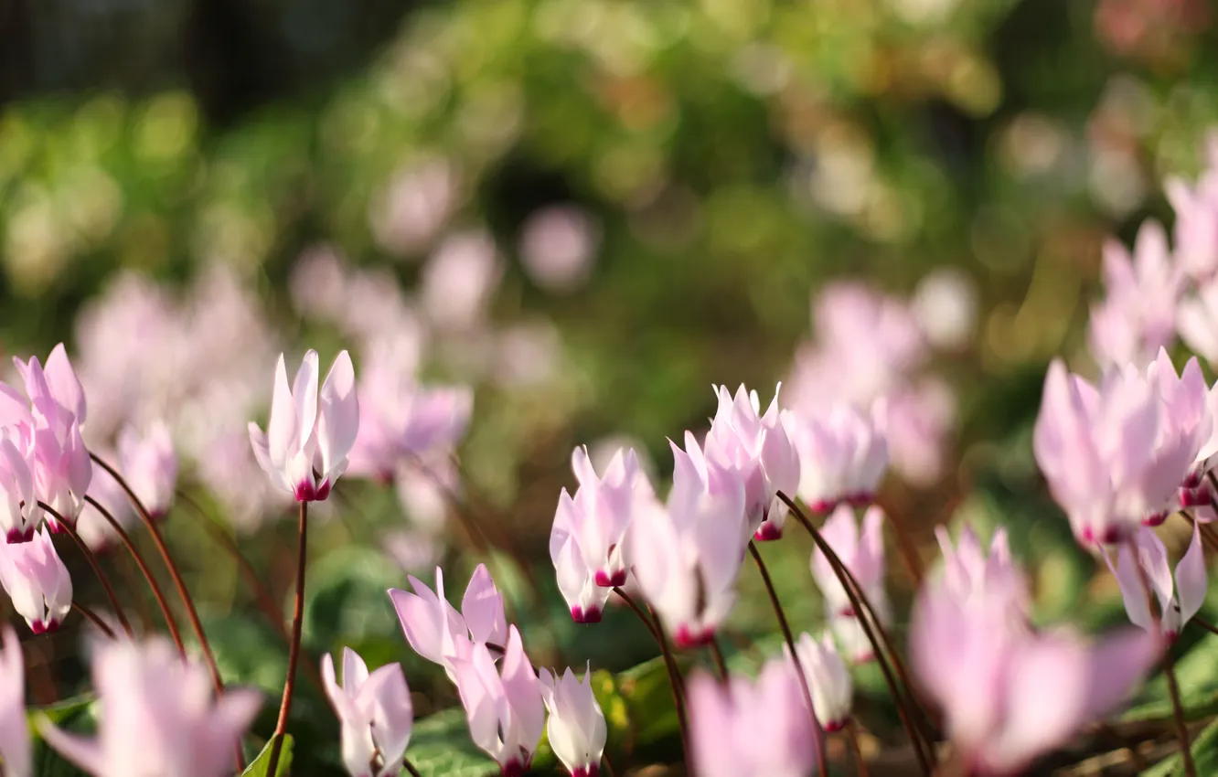 Photo wallpaper grass, macro, flowers, nature, glare, earth, glade, plant