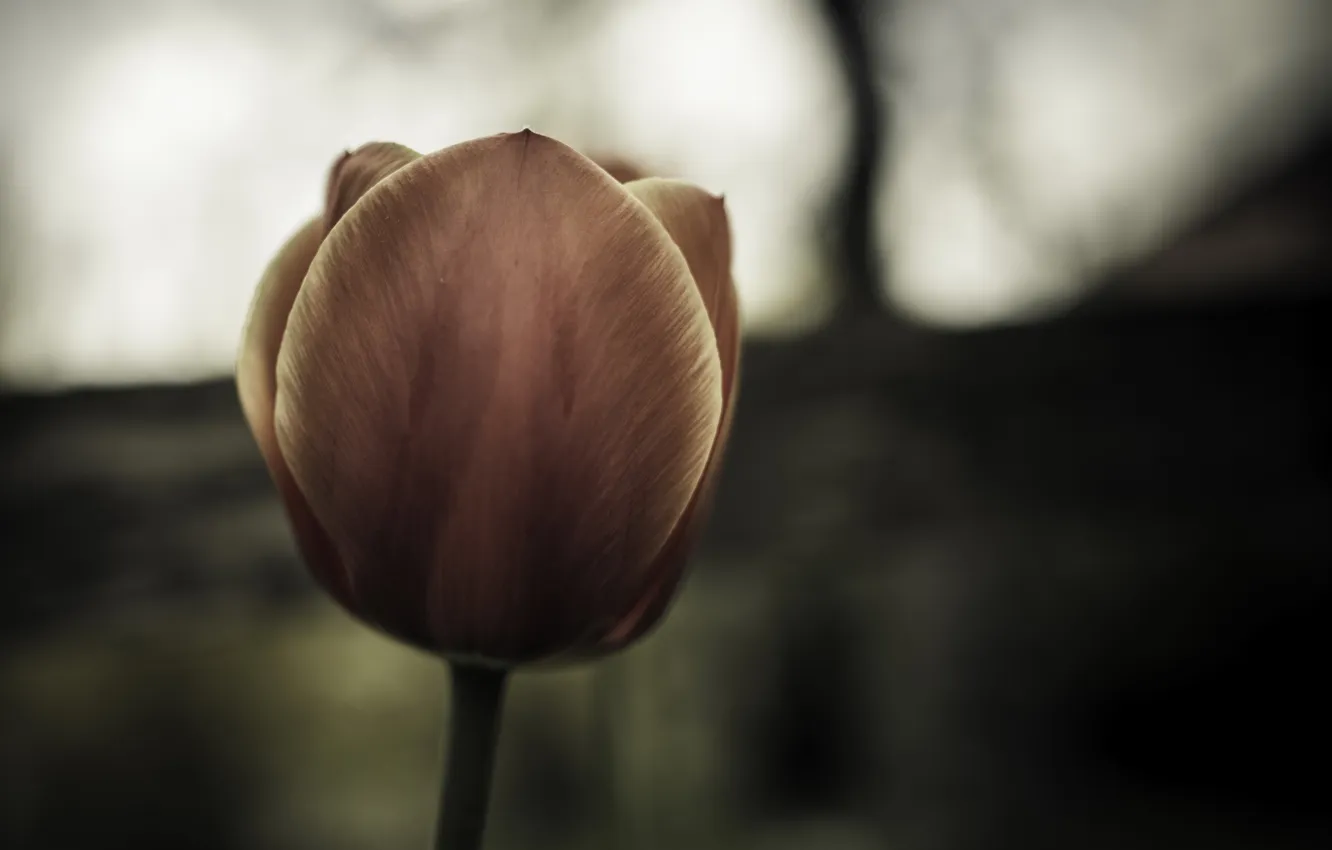 Photo wallpaper flowers, nature, tulips