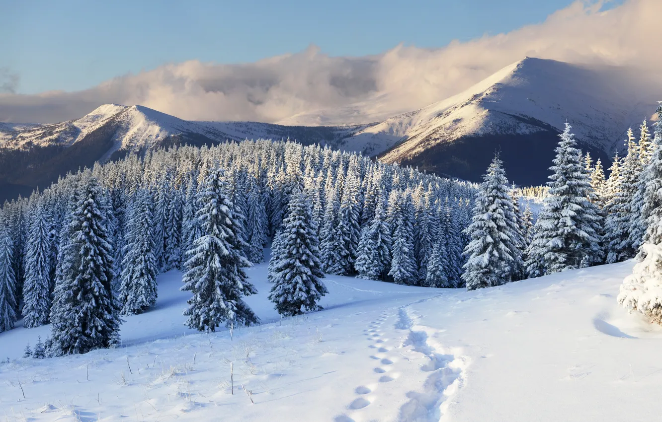 Photo wallpaper winter, snow, trees, mountains, traces, nature, tree, tree