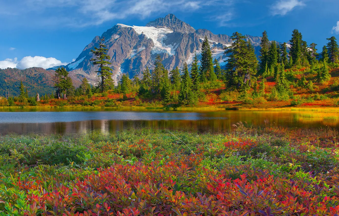 Photo wallpaper forest, the sky, clouds, trees, flowers, mountains, lake, the bushes