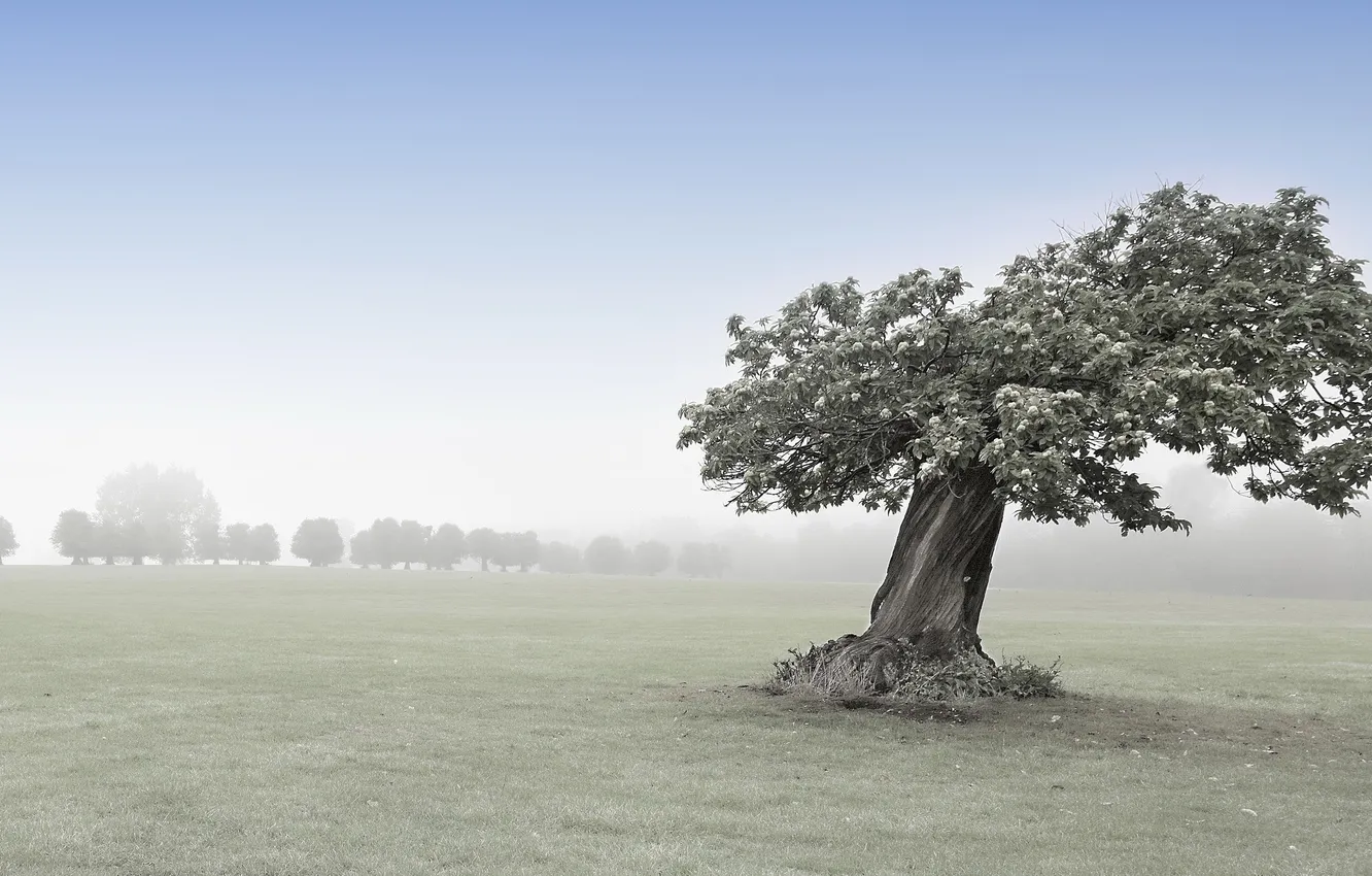 Photo wallpaper field, trees, nature