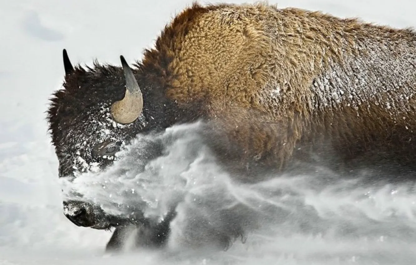 Photo wallpaper USA, animal, Montana, Buffalo, bisson