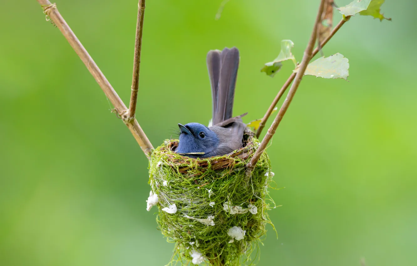Photo wallpaper branches, background, bird, socket, Blackheads monarch