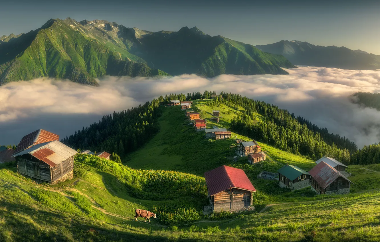 Photo wallpaper mountains, cows, house